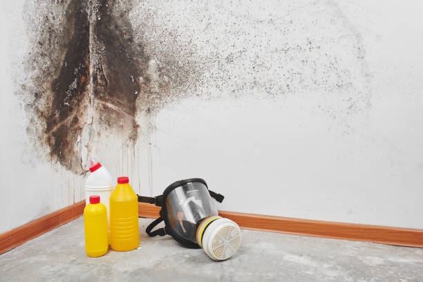 Mold Removal and Inspection in Wellington, FL