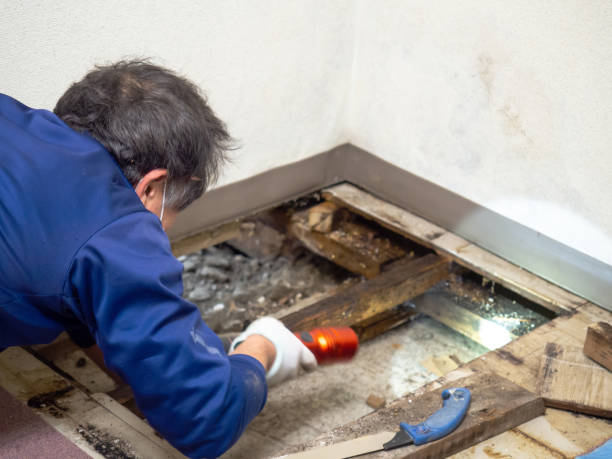 Best Residential Mold Removal  in Wellington, FL