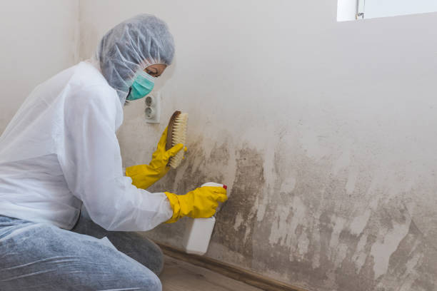 Best Mold Remediation Experts  in Wellington, FL