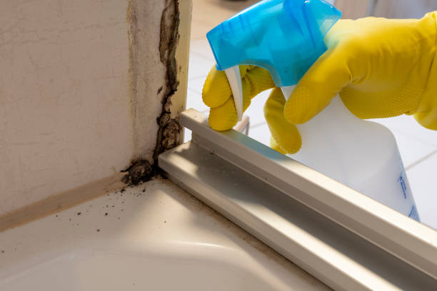 Best Commercial Mold Removal  in Wellington, FL