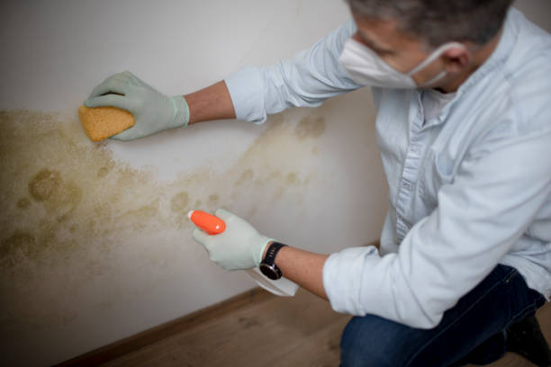 Best Mold Damage Repair  in Wellington, FL