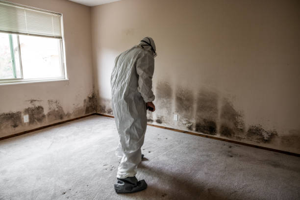 Best Mold Removal and Inspection  in Wellington, FL