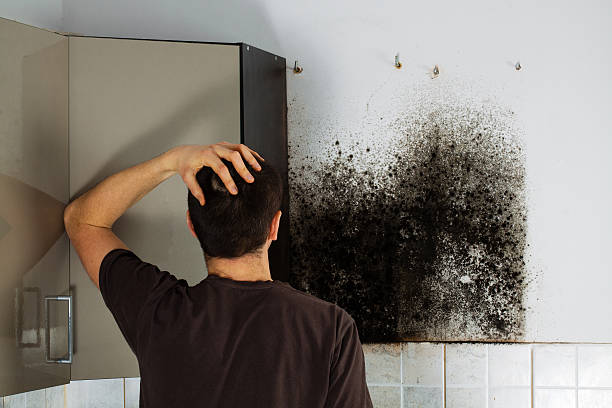 Best Emergency Mold Removal  in Wellington, FL