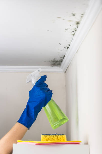 Best Black Mold Removal  in Wellington, FL
