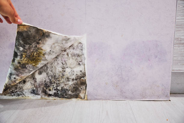 Best Mold Testing  in Wellington, FL